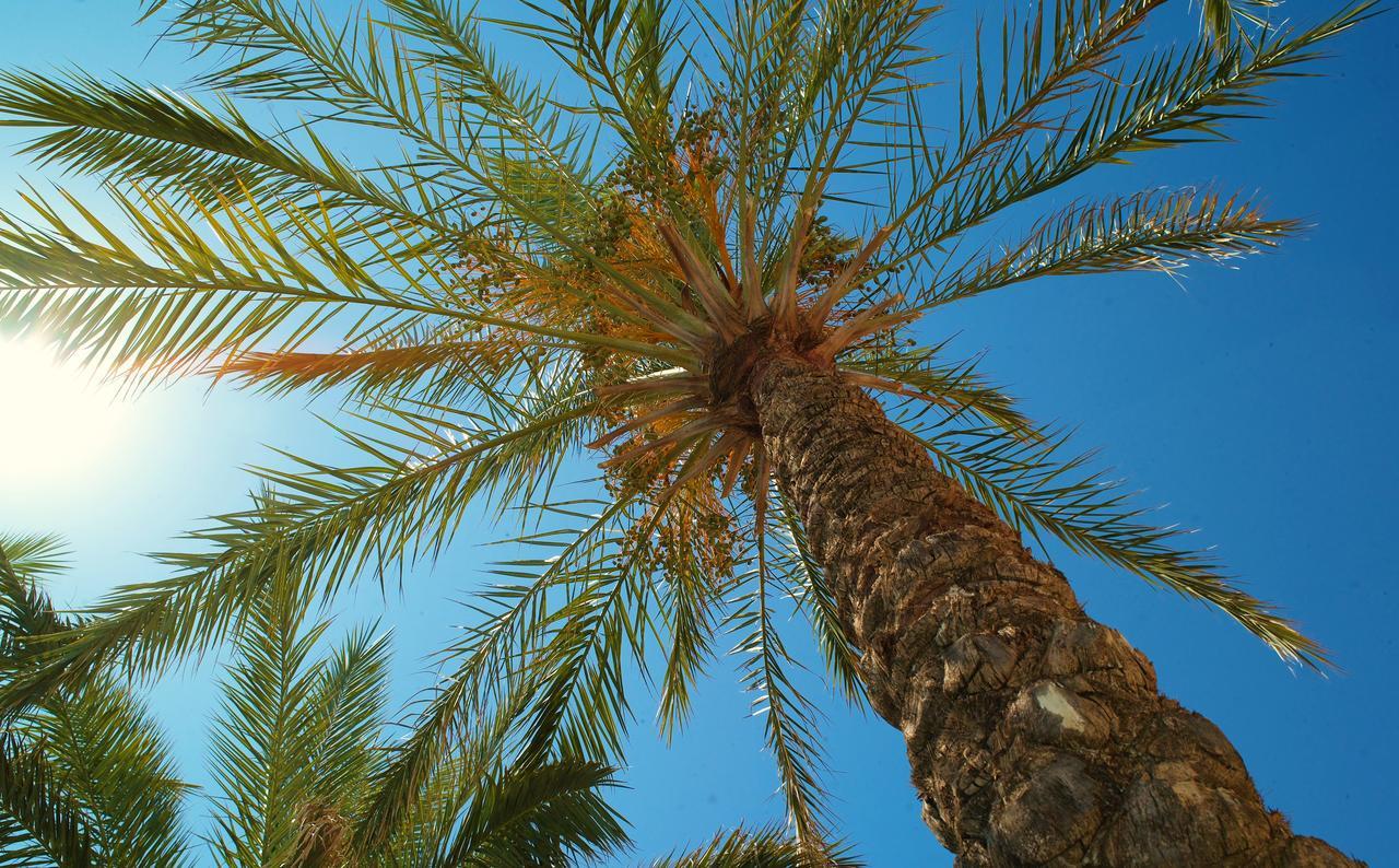 Kallitsakis Beach Platanés Dış mekan fotoğraf